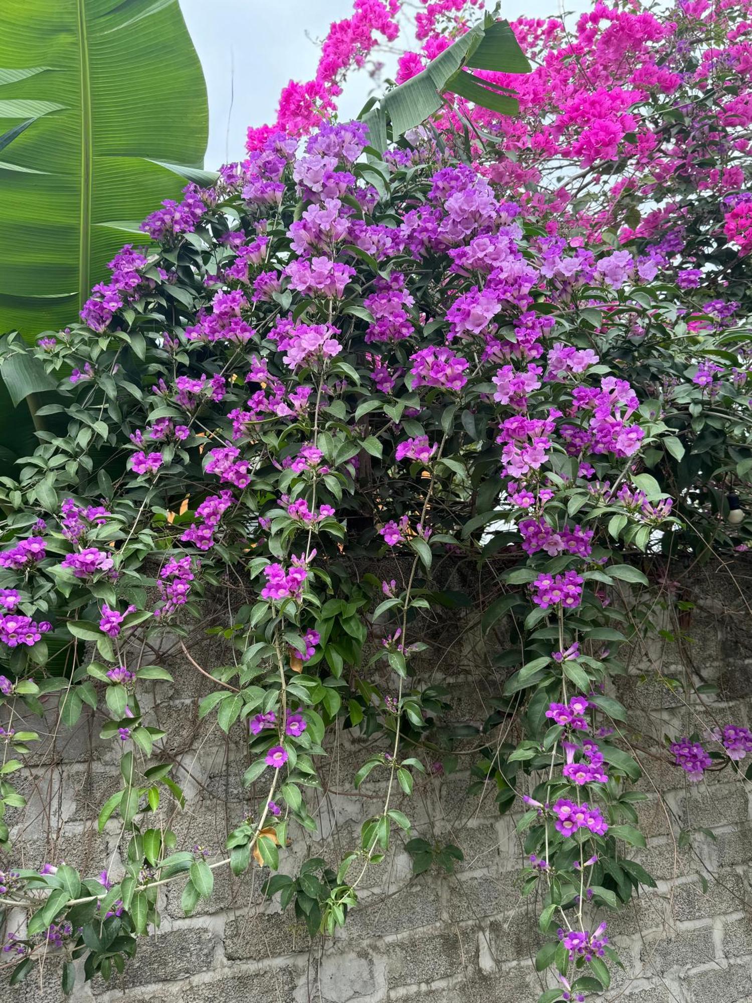 Hotel Rosa Garden Ninh Binh Exteriér fotografie